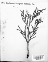 Gymnosporangium sabinae image